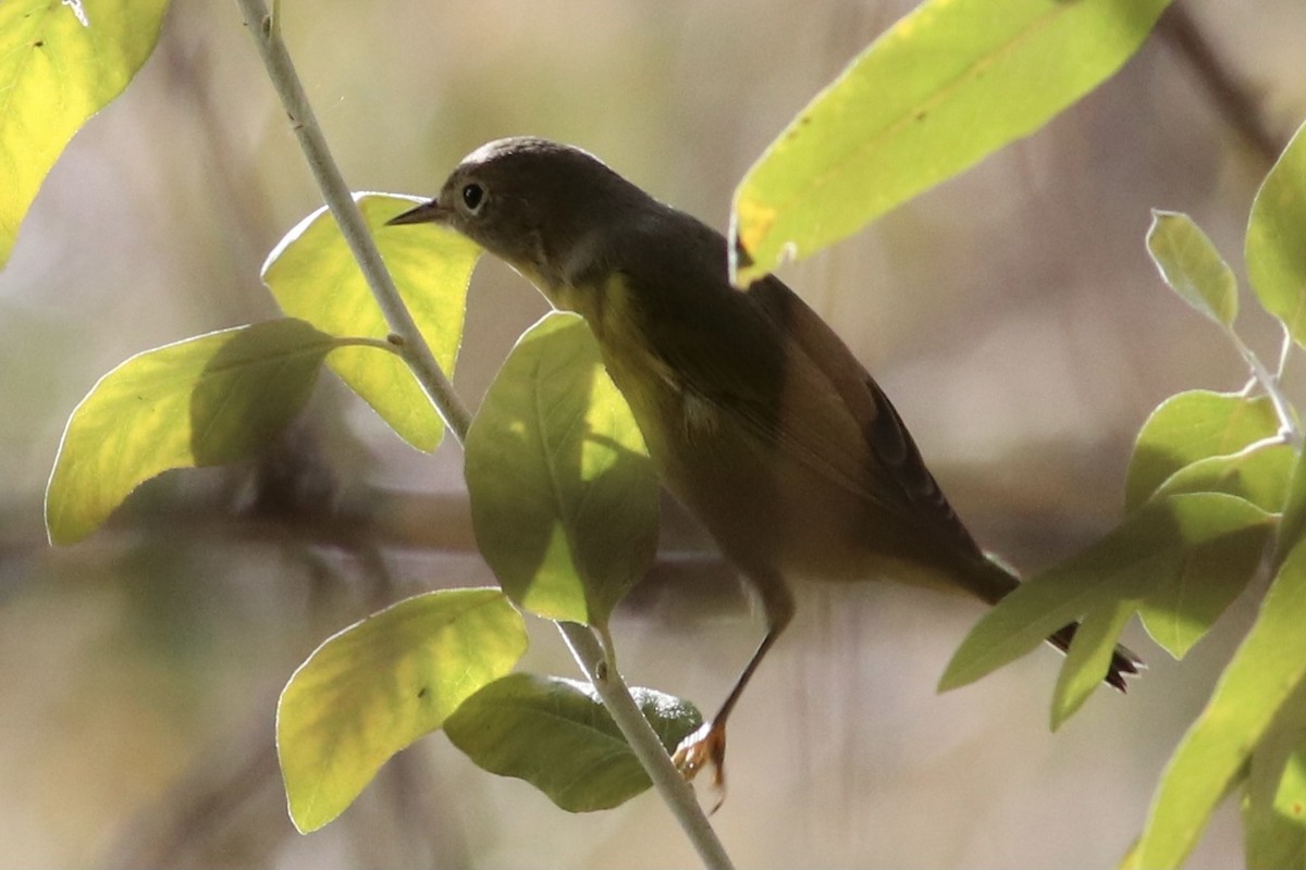 Nashville Warbler - ML381517031