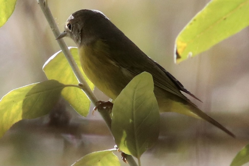 Nashville Warbler - ML381517041