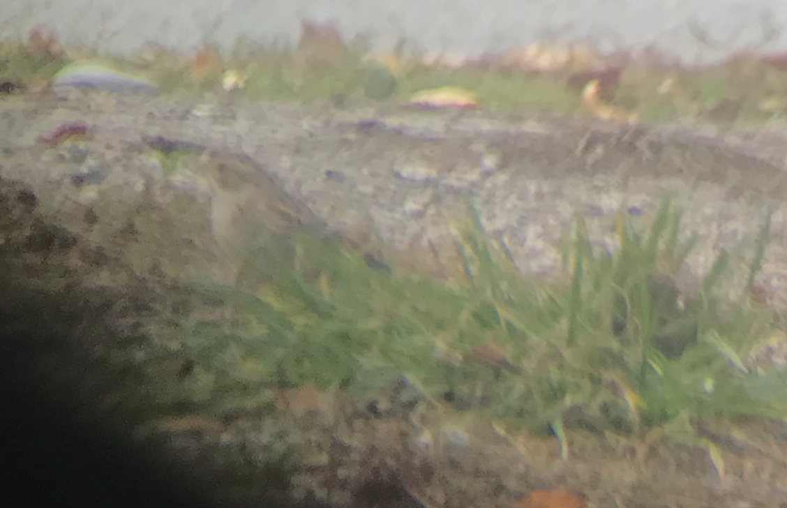 Clay-colored Sparrow - ML381517061
