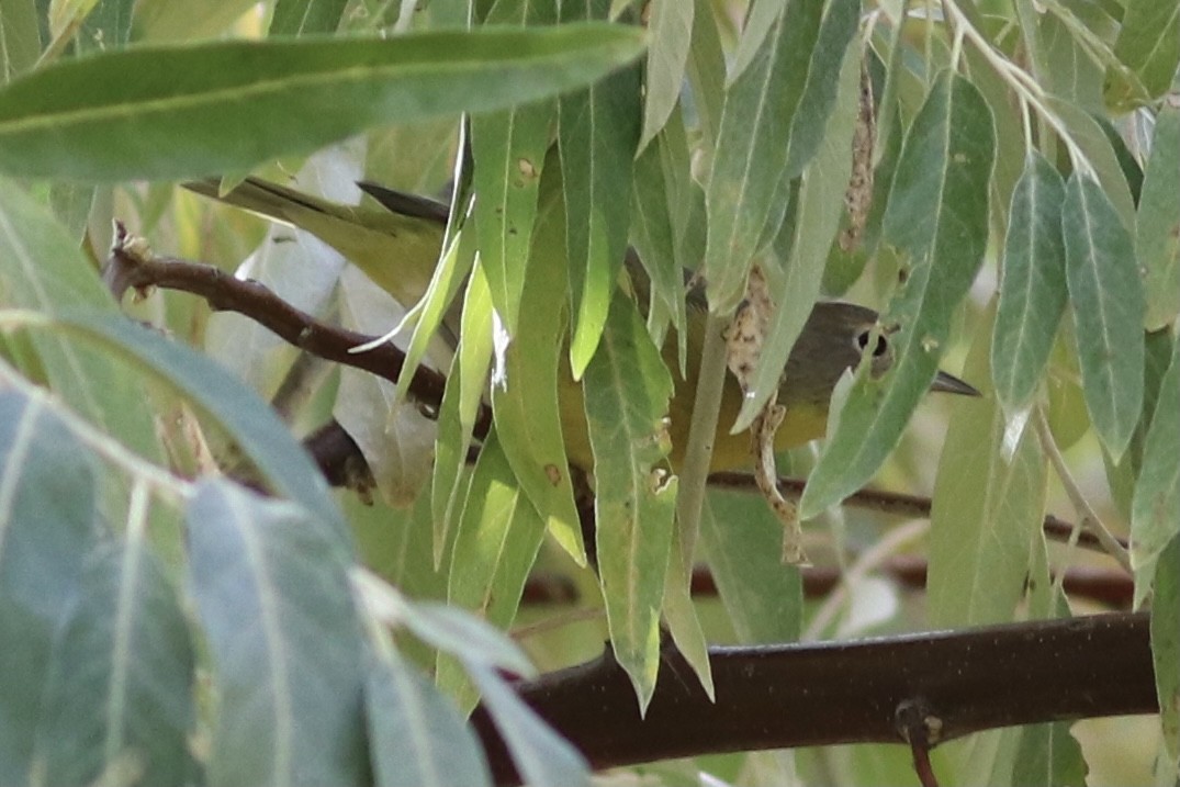 Nashville Warbler - ML381517081
