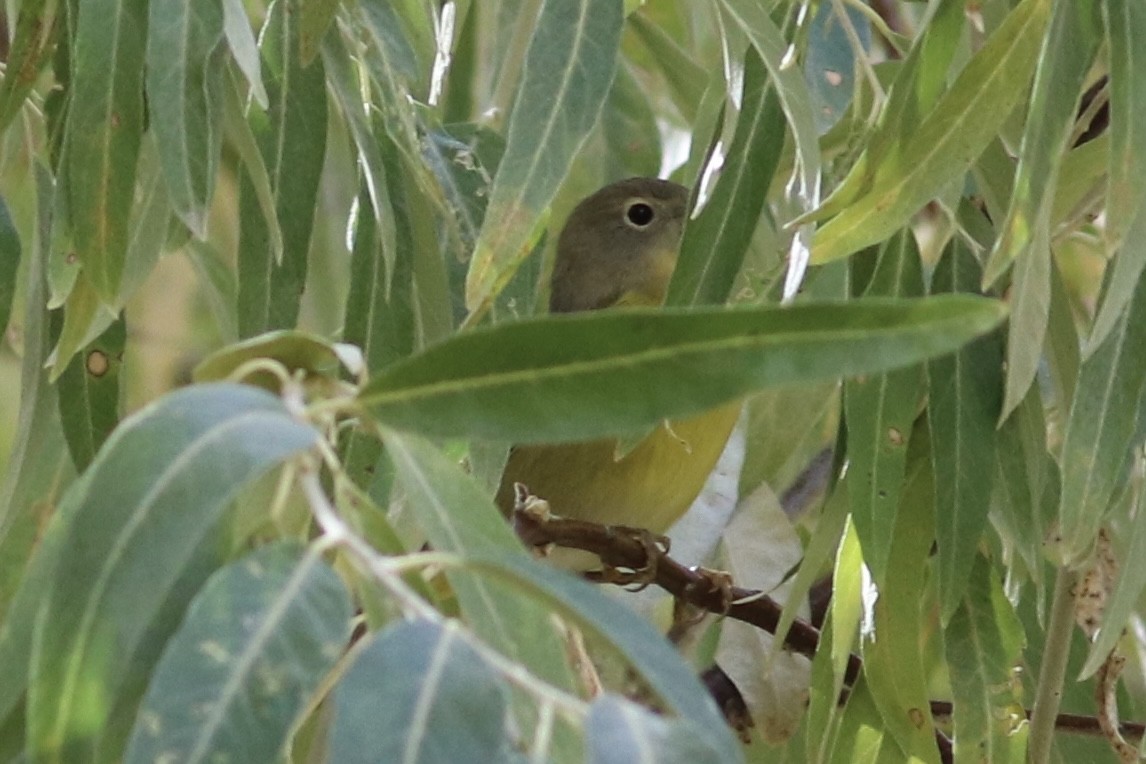 Nashville Warbler - ML381517101