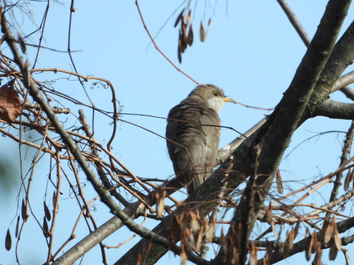 Yellow-billed Cuckoo - ML381517831