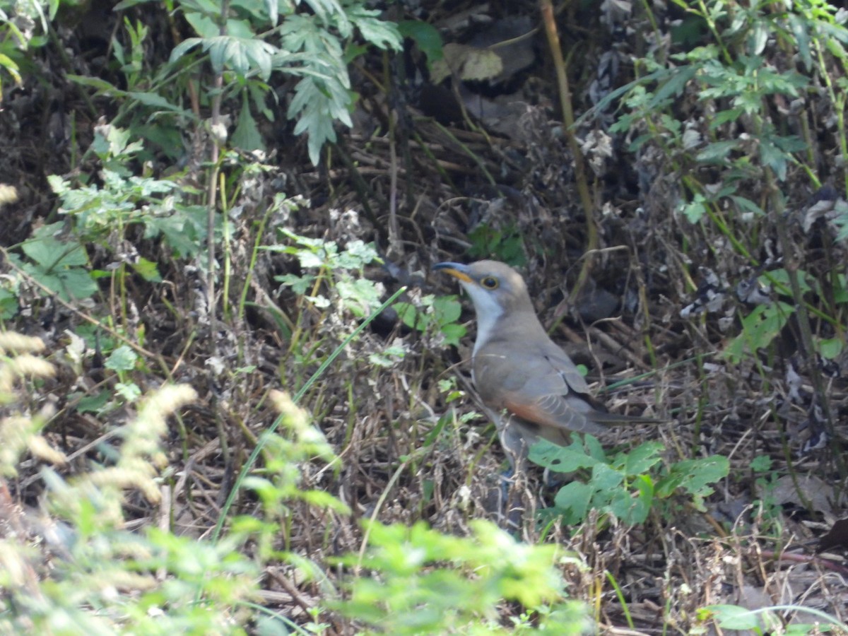 Yellow-billed Cuckoo - ML381517841