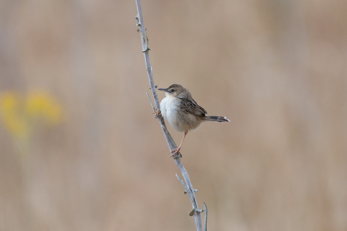 Madagascar Cisticola - John C. Mittermeier