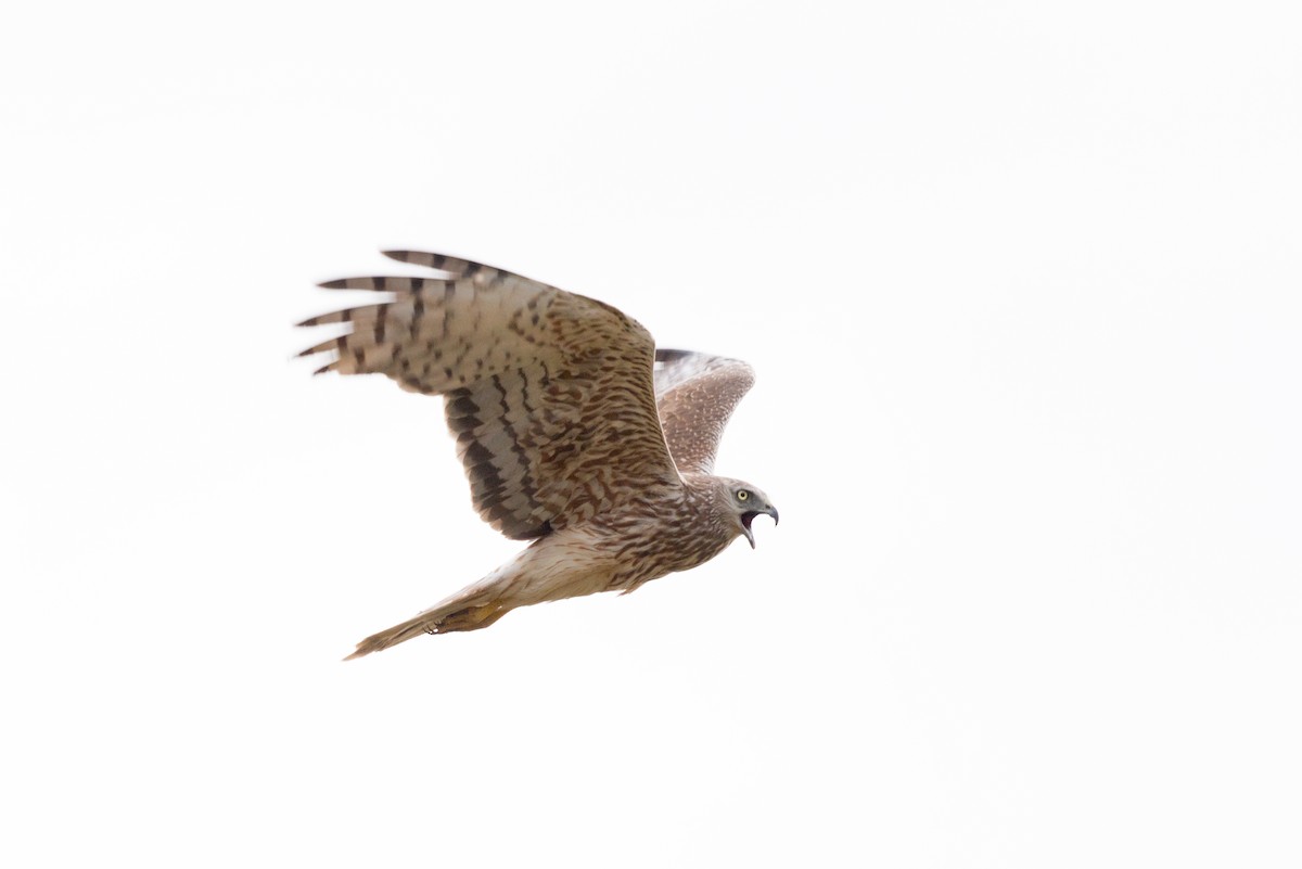 Malagasy Harrier - ML38151801