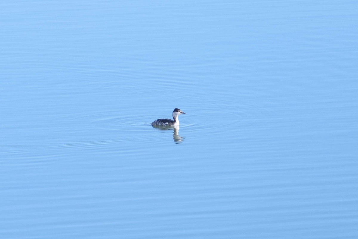 Horned Grebe - ML381519231