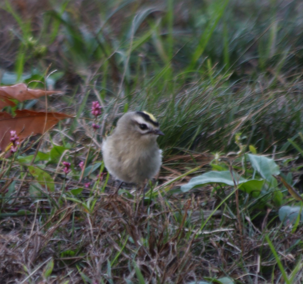 Golden-crowned Kinglet - ML381520181