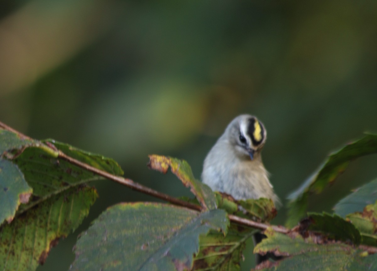 Golden-crowned Kinglet - ML381520191