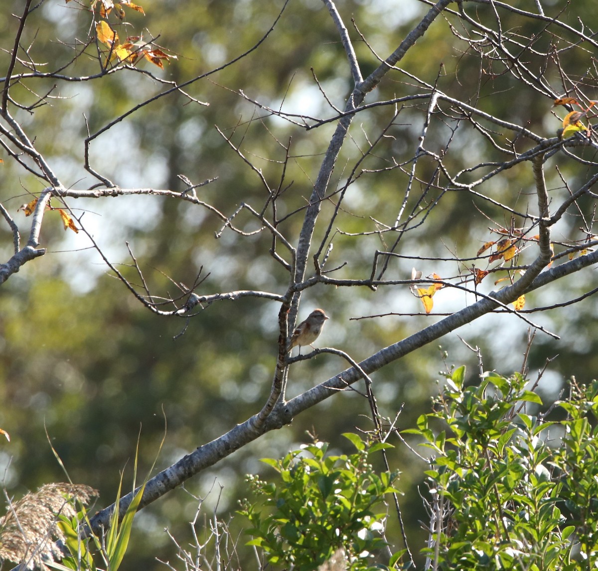 American Tree Sparrow - ML381520421