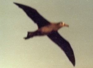 Black-footed Albatross - Larry Neily