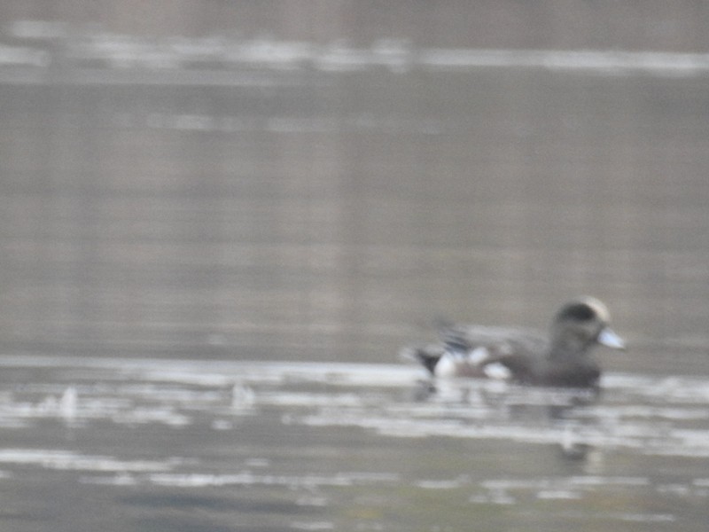 American Wigeon - ML381521831