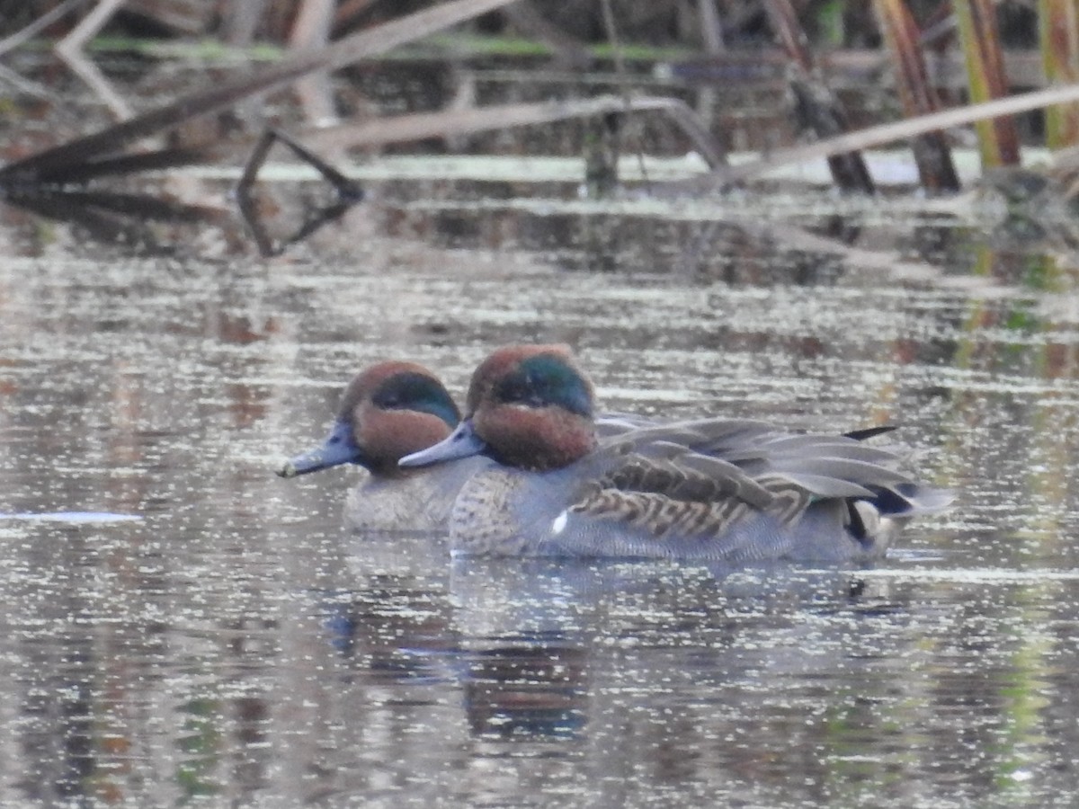 Green-winged Teal - ML381522021