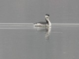 Horned Grebe - ML381522151