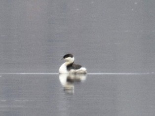 Horned Grebe - ML381522161