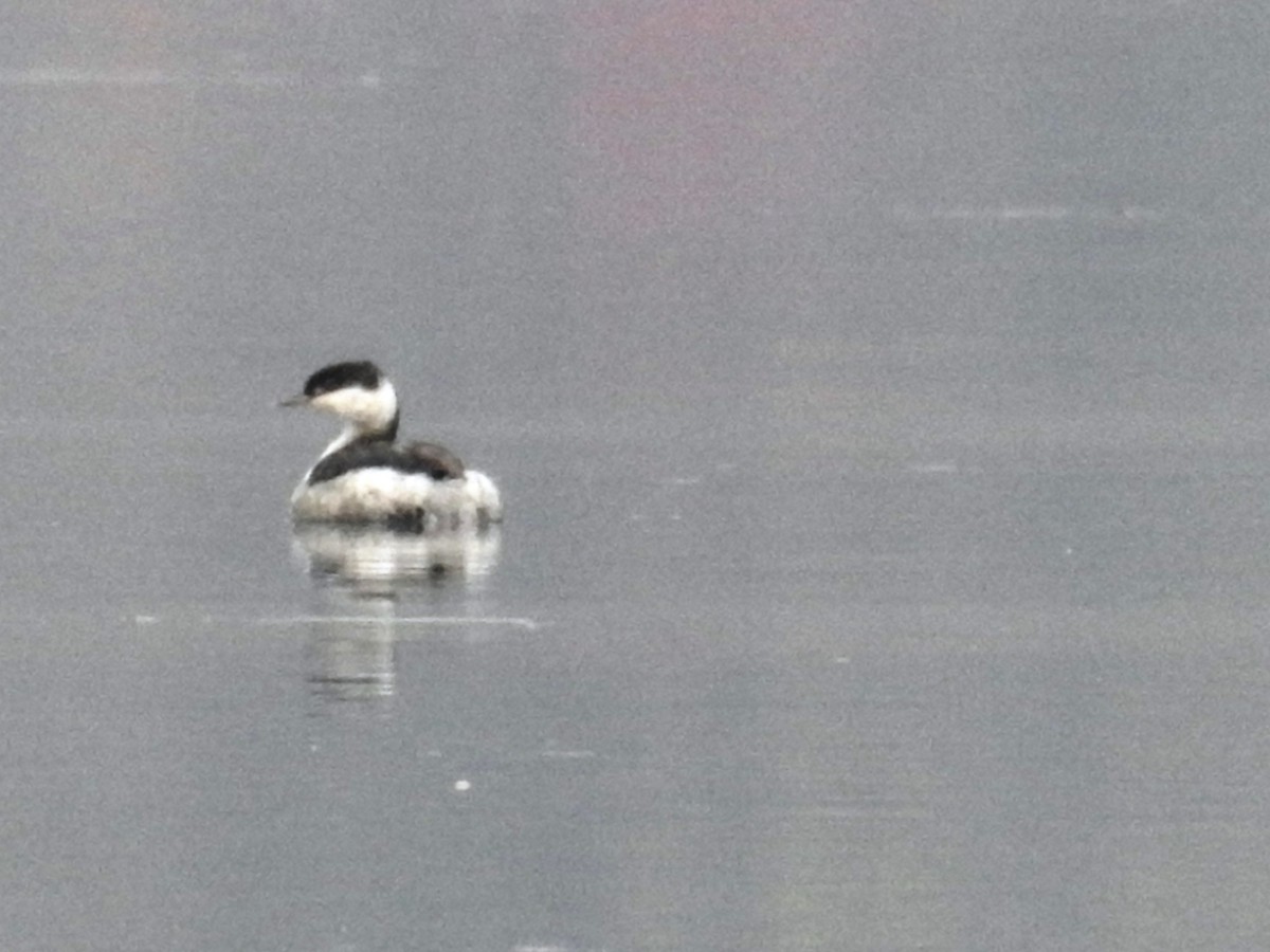 Horned Grebe - ML381522241