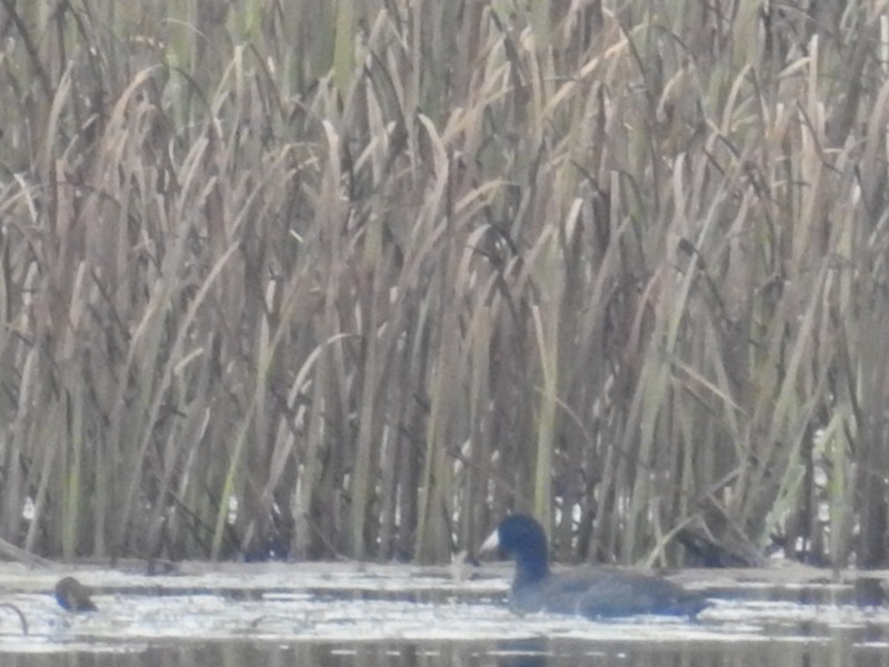 American Coot - ML381522371