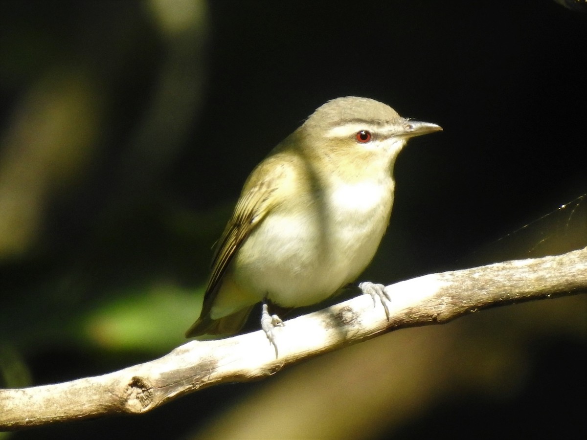 Red-eyed Vireo - Chris Wiles