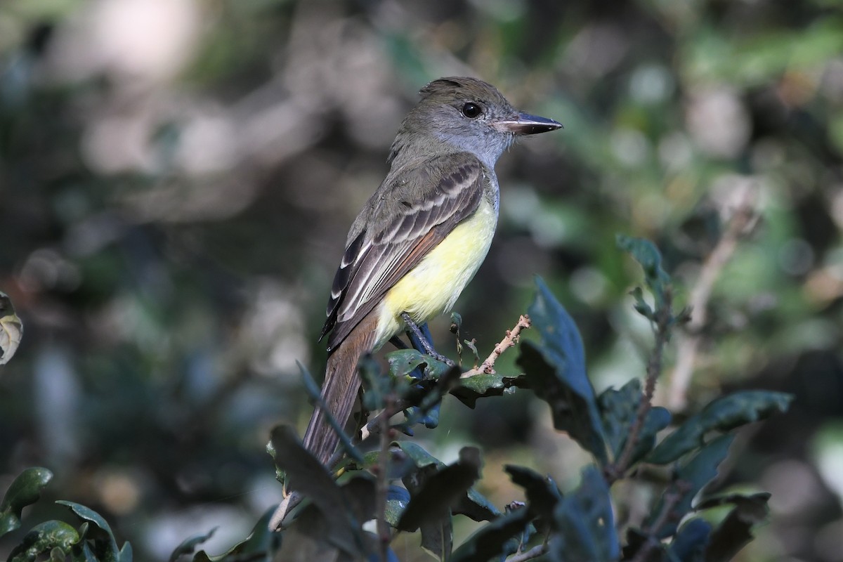 Great Crested Flycatcher - ML381524951