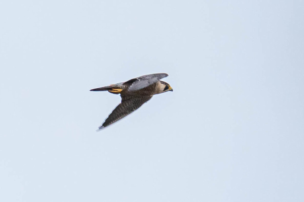 Peregrine Falcon - ML381525161