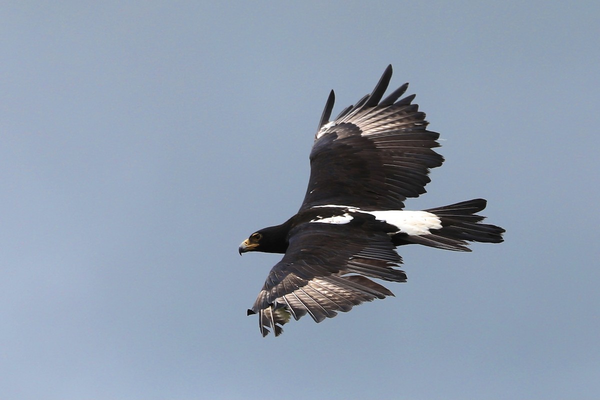 Verreaux's Eagle - Ross Gallardy
