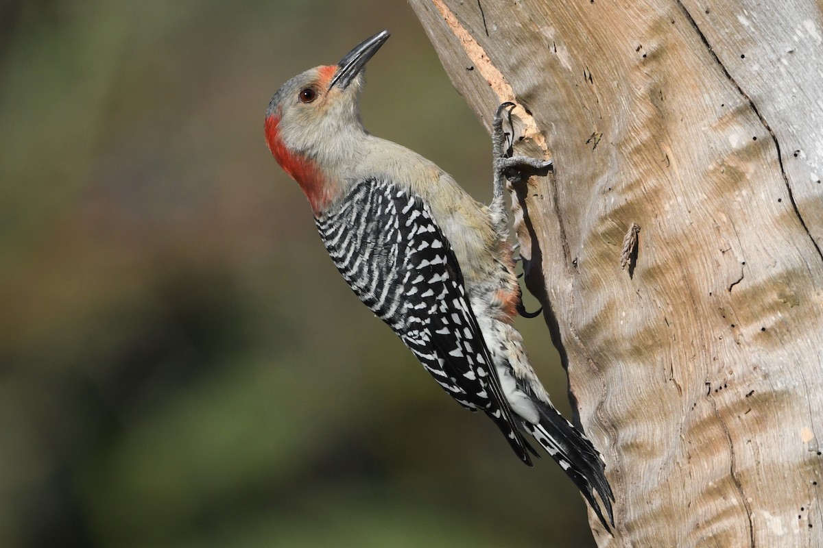 Red-bellied Woodpecker - ML381526081