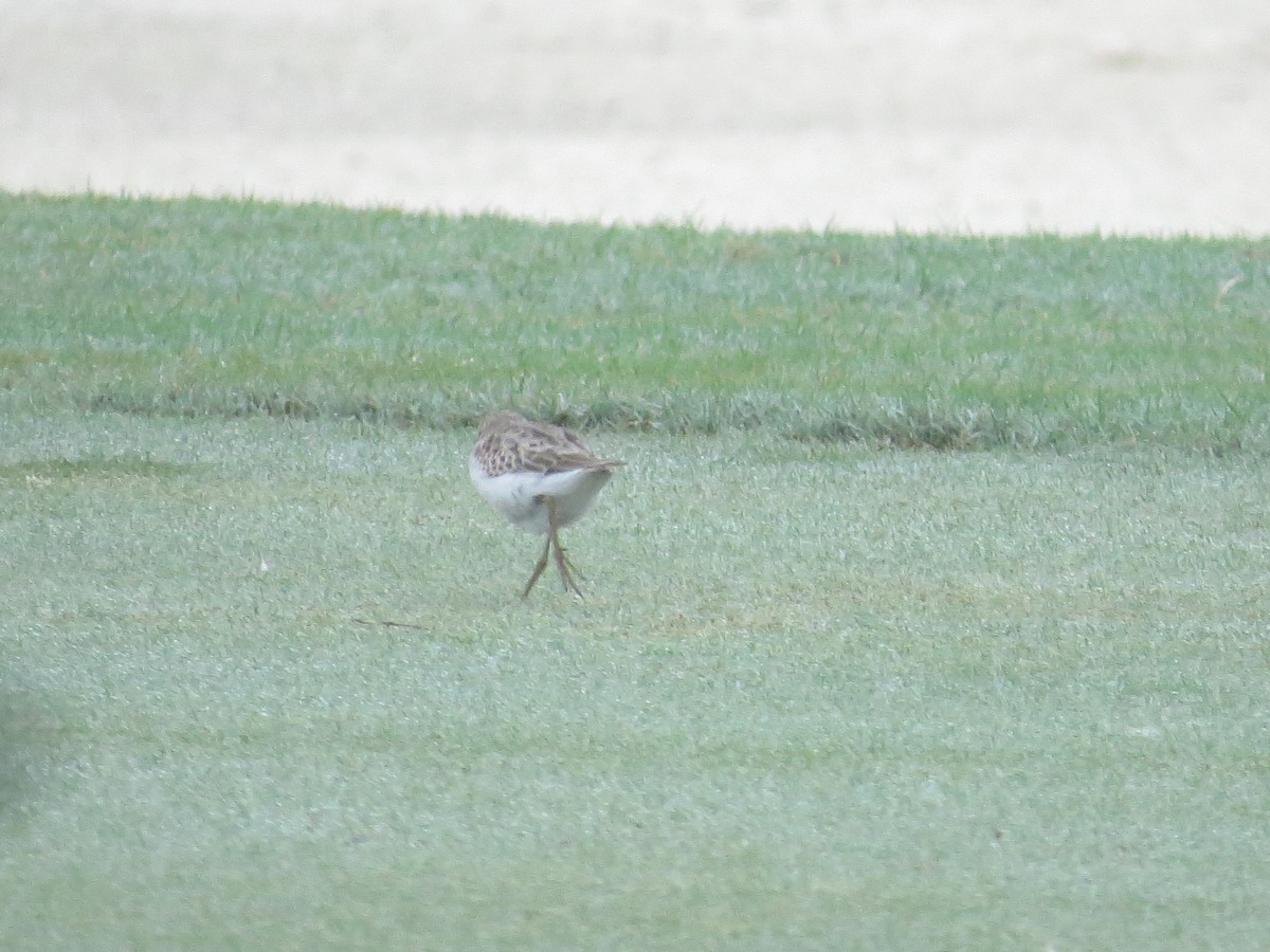 Least Sandpiper - ML381526721