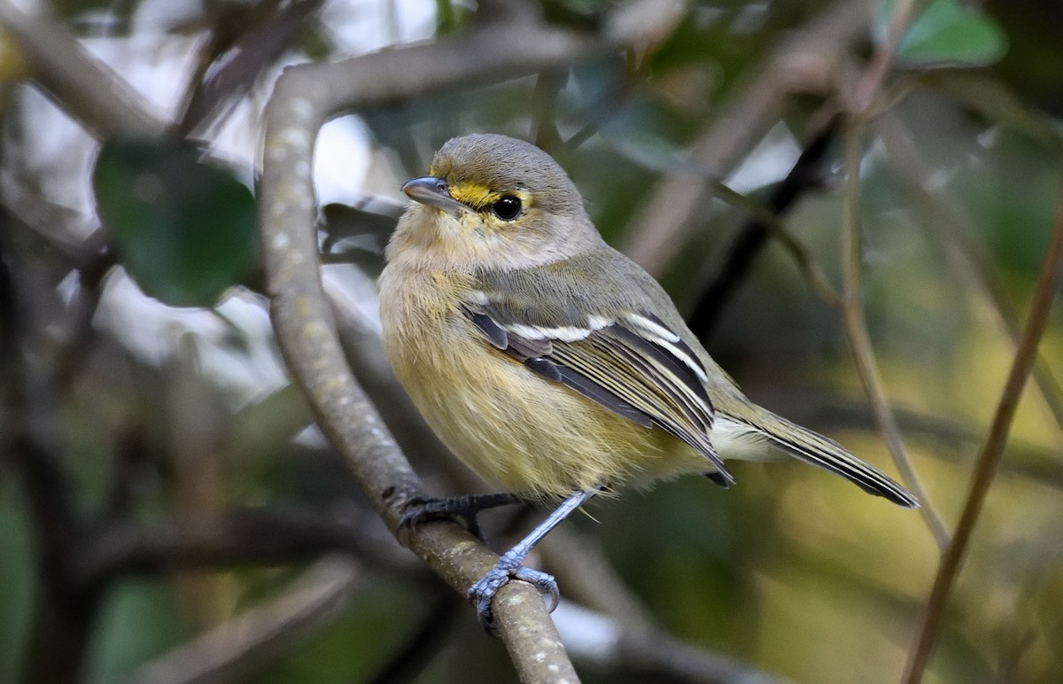 Vireo Piquigrueso - ML381528331