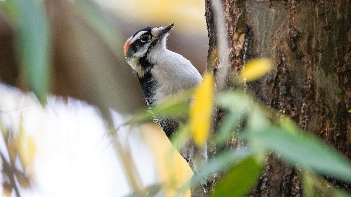 Downy Woodpecker - ML381528361
