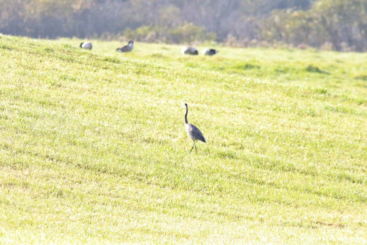 Great Blue Heron - Richard Garrigus