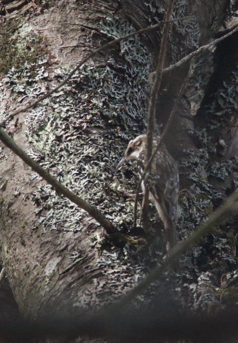 Brown Creeper - ML381528431