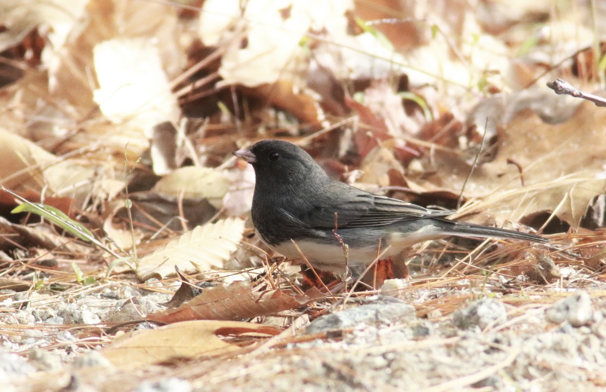 Junco ardoisé - ML381528501