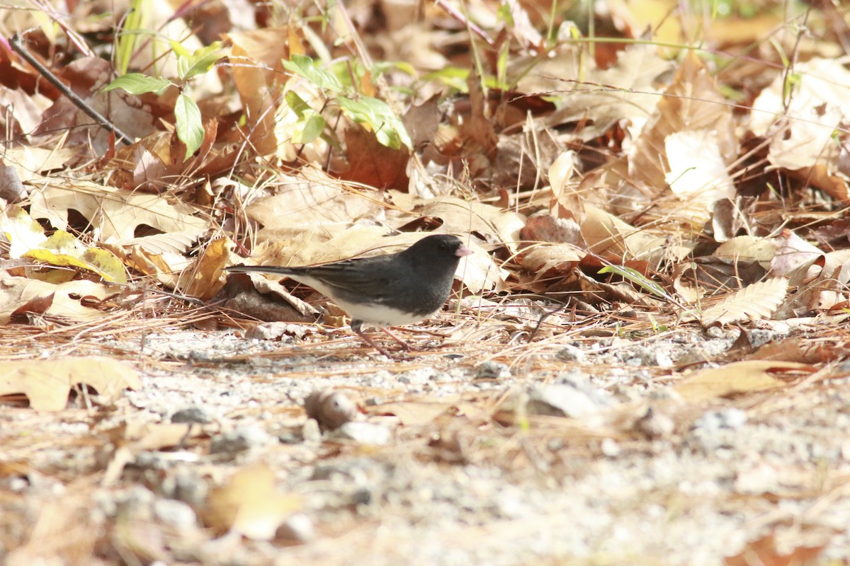 Dark-eyed Junco - Richard Garrigus