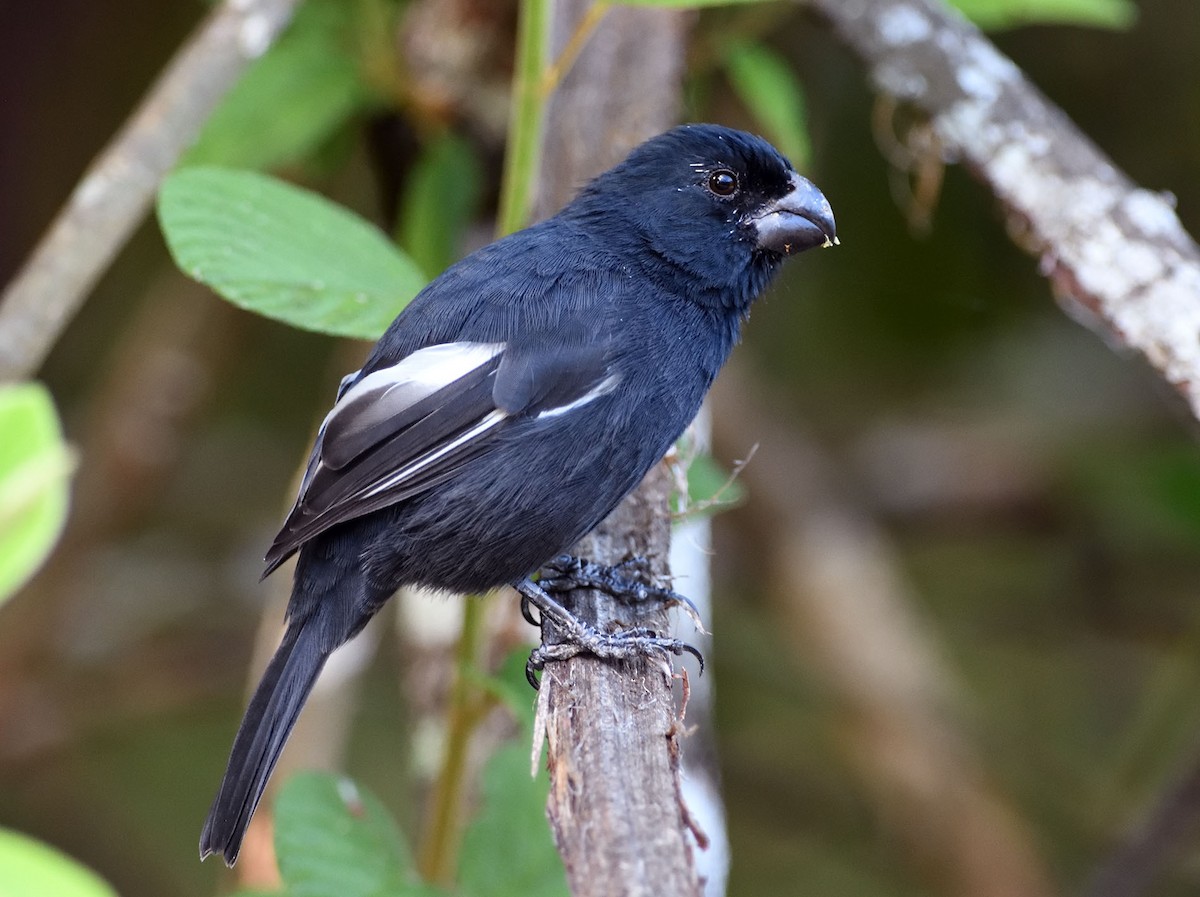 Grand Cayman Bullfinch - Denny Swaby