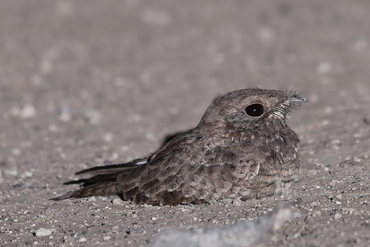 Star-spotted Nightjar - ML381529801