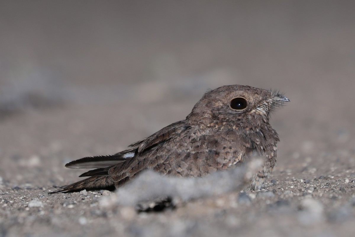 Star-spotted Nightjar - ML381529811