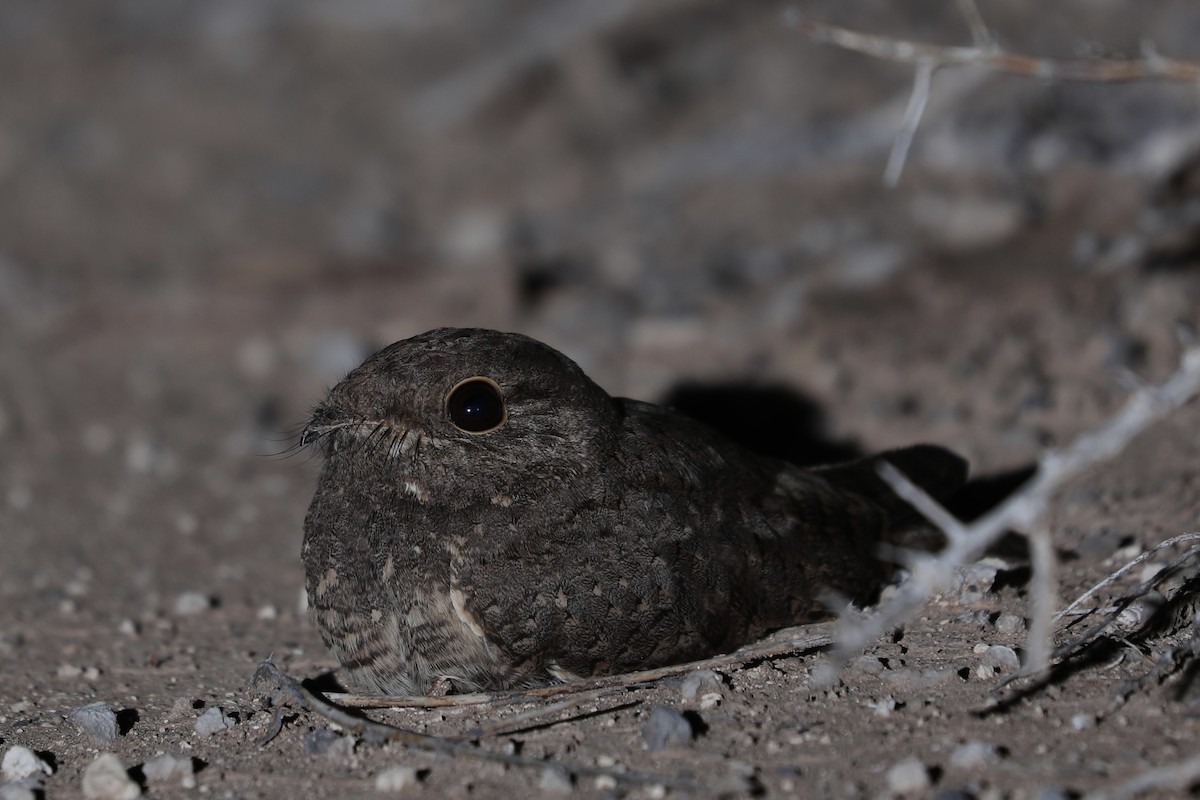 Star-spotted Nightjar - ML381529831