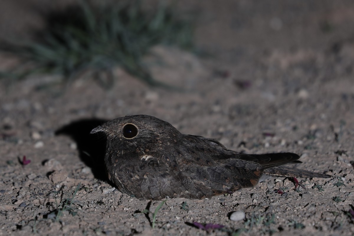 Star-spotted Nightjar - ML381529841