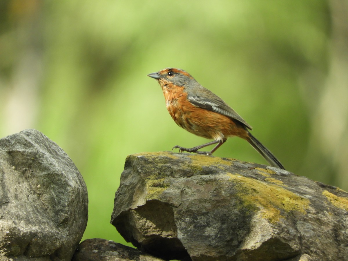 Rusty-browed Warbling Finch - Pablo Mealla