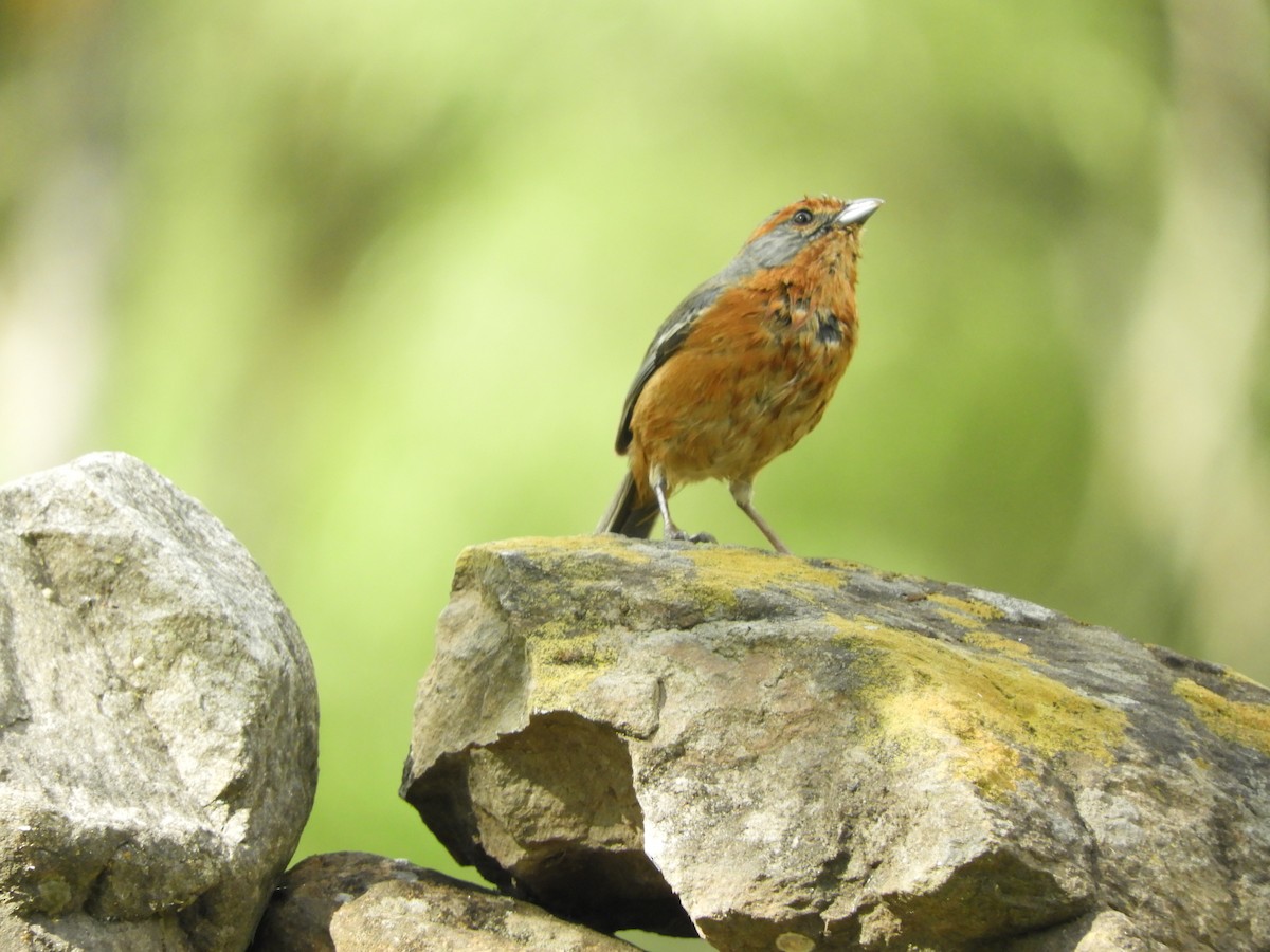 Rusty-browed Warbling Finch - Pablo Mealla