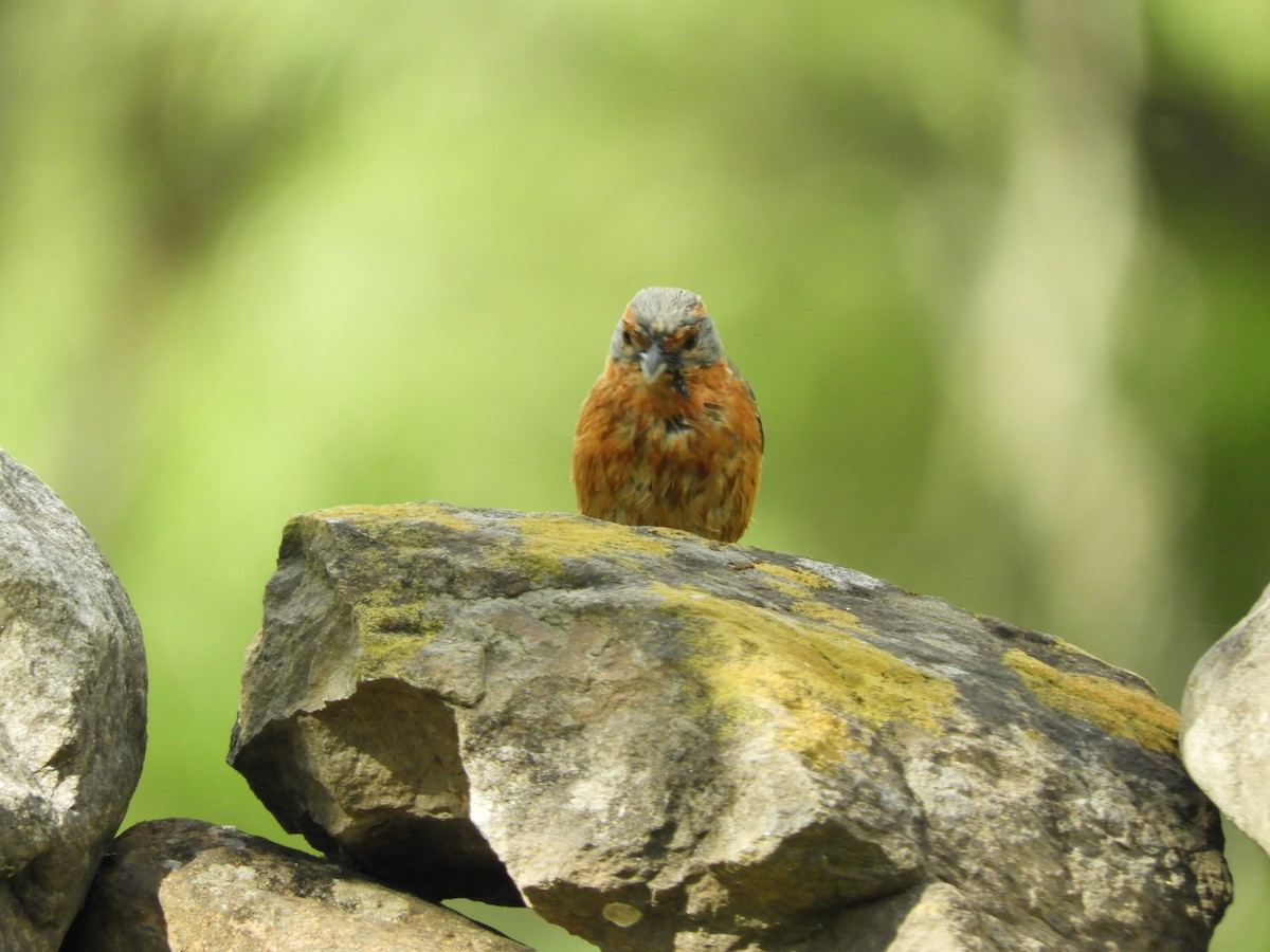 Rusty-browed Warbling Finch - ML381530151