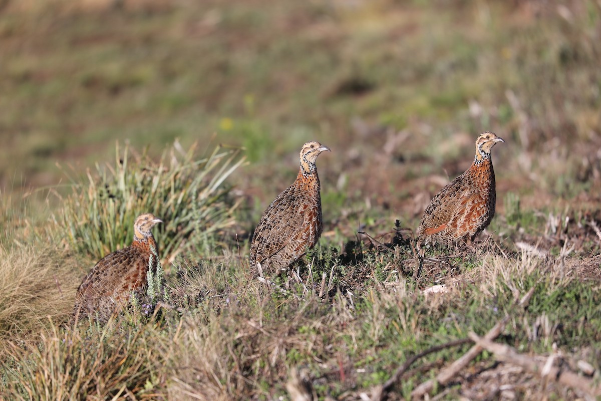 Francolín Etíope (elgonensis) - ML381530461