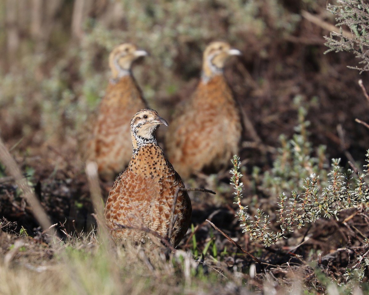 Francolín Etíope (elgonensis) - ML381530471