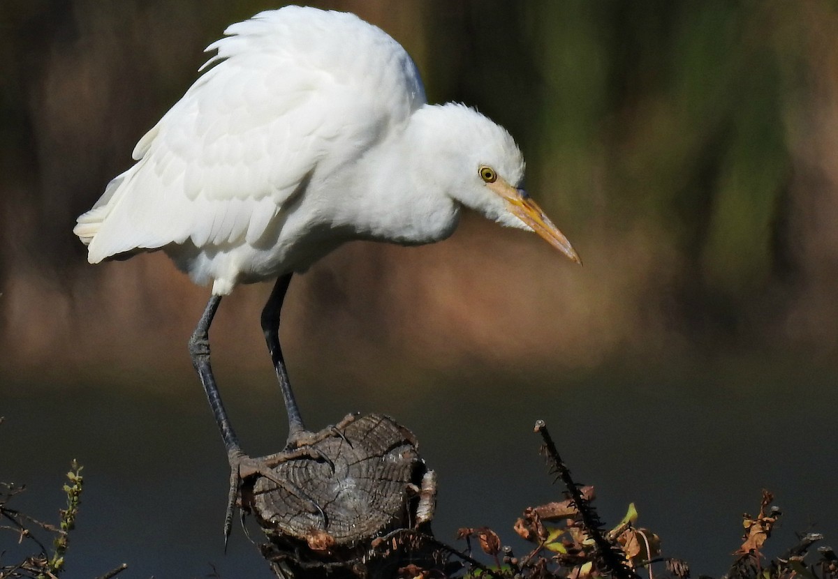 Western Cattle Egret - Joanne Muis Redwood