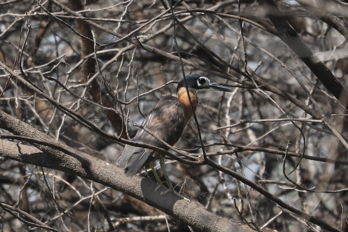 White-backed Night Heron - Ross Gallardy