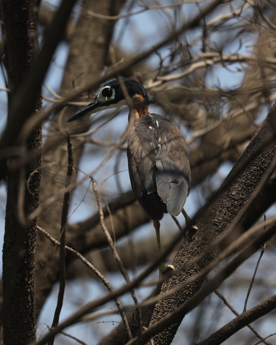 White-backed Night Heron - ML381531531