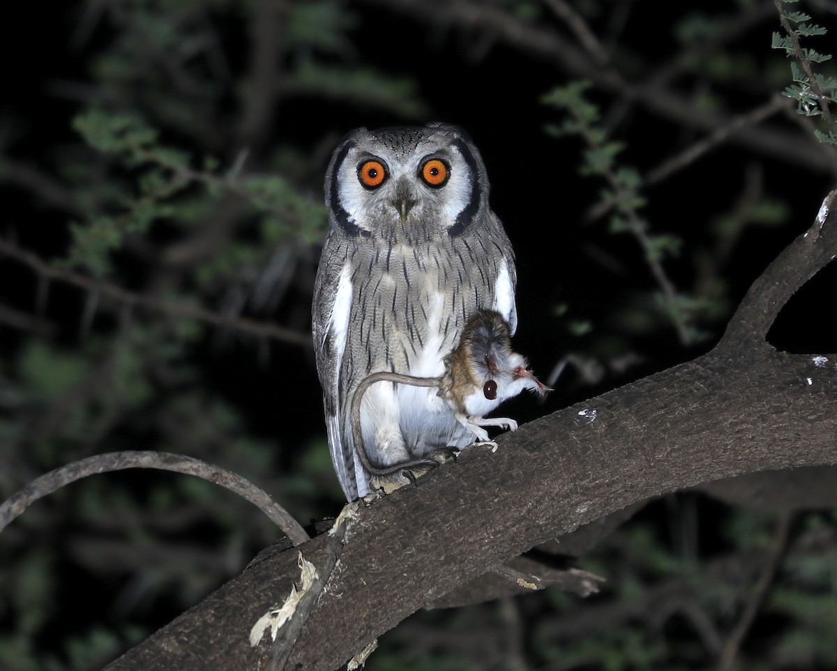 Northern White-faced Owl - Ross Gallardy