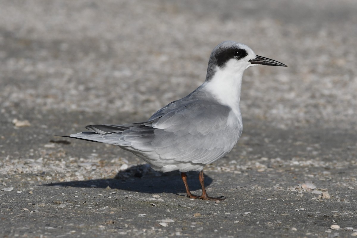 Forster's Tern - Clay Bliznick