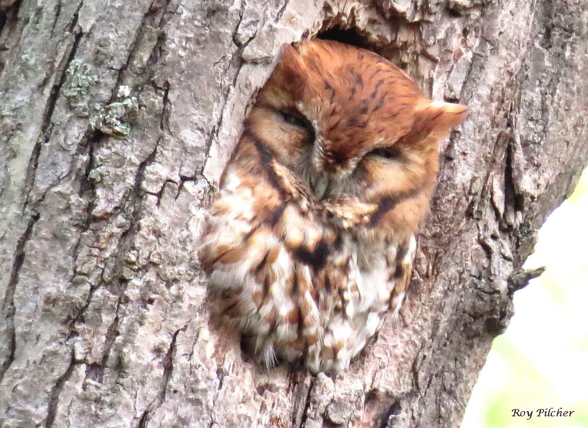 Eastern Screech-Owl - ML381532991