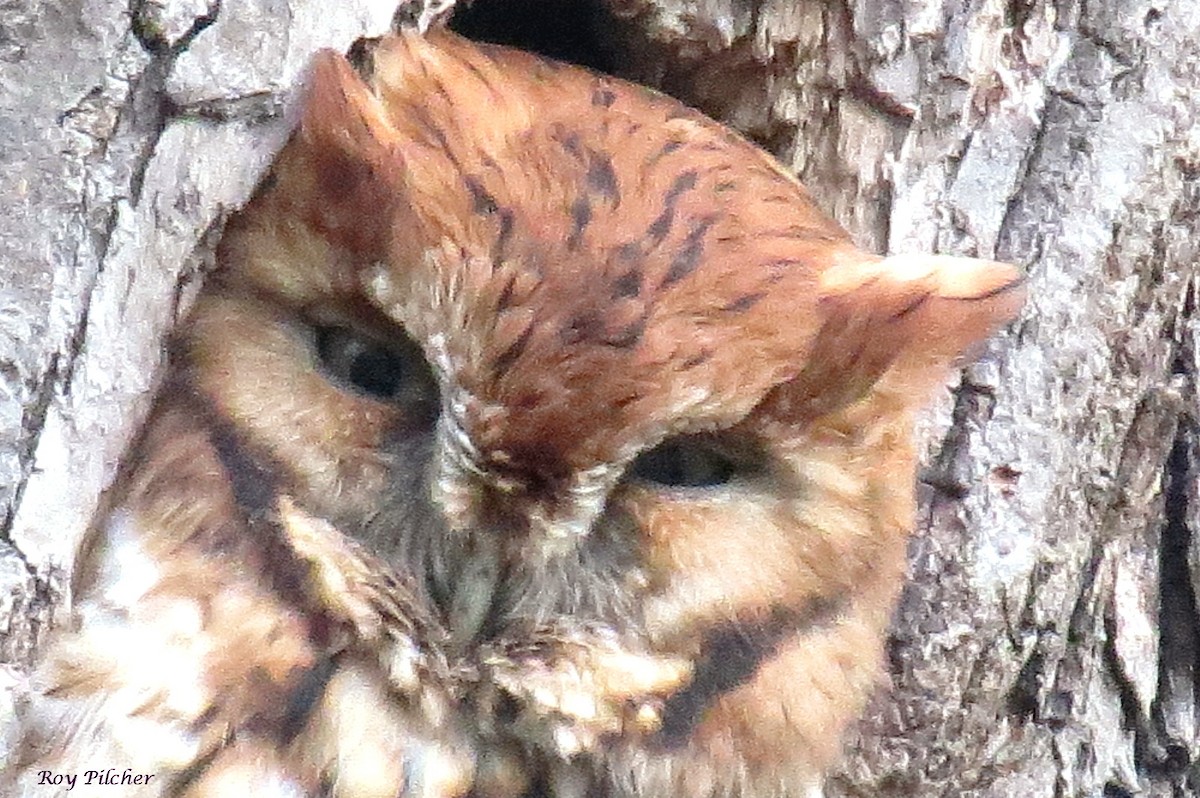 Eastern Screech-Owl - ML381533071