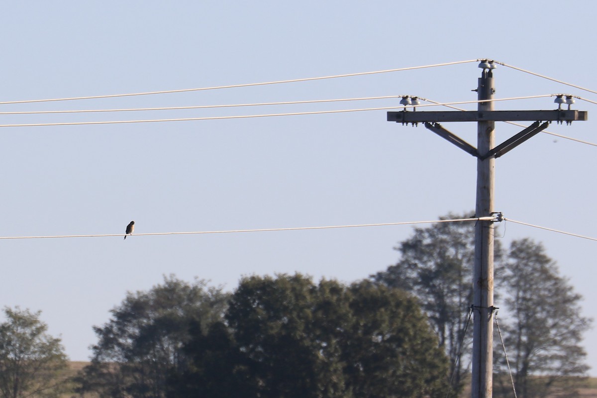 American Kestrel - ML381535241